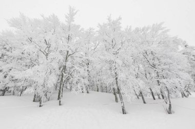 Ağaç orman dağlarında kış fırtına gün karla kaplı