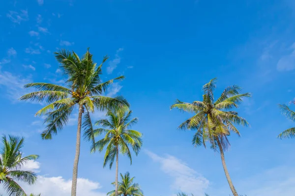 Albero Cocco Sopra Cielo Blu — Foto Stock