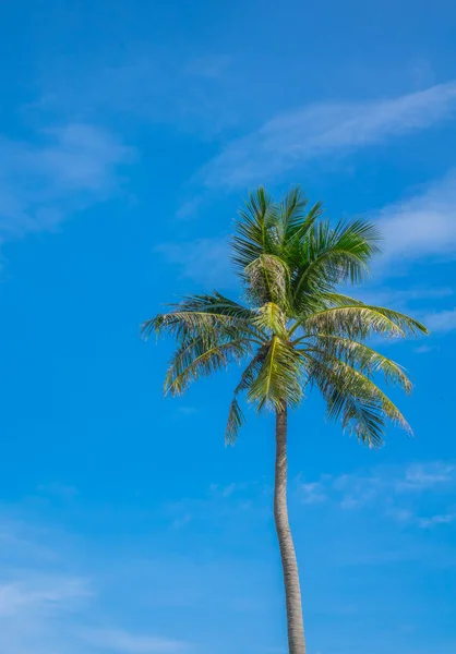 椰子树在蓝蓝的天空 — 图库照片