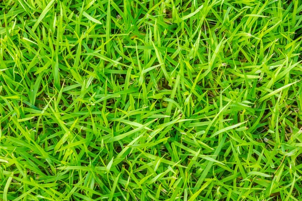 Close Image Fresh Spring Green Grass — Stock Photo, Image