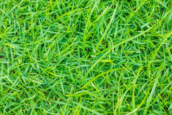 Close Image Fresh Spring Green Grass — Stock Photo, Image