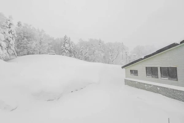 Arbre Couvert Neige Jour Tempête Hivernale Dans Les Montagnes Forestières — Photo