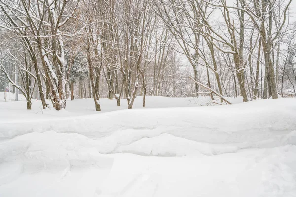 Tree Covered Snow Winter Storm Day Forest Mountains — Stock Photo, Image