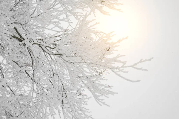 Дерево Покрыто Снегом Зимний Штормовой День Лесных Горах — стоковое фото
