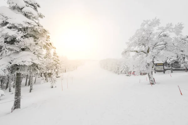 Arbre Couvert Neige Jour Tempête Hivernale Dans Les Montagnes Forestières — Photo