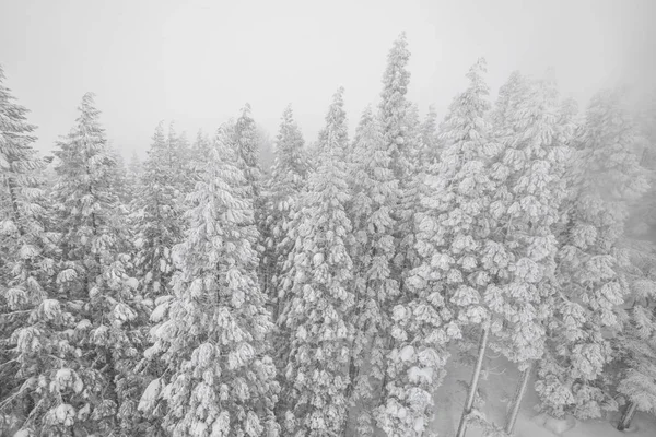 Árvore Coberta Neve Dia Tempestade Inverno Nas Montanhas Floresta — Fotografia de Stock