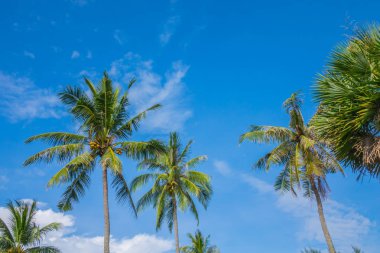 Hindistan cevizi ağacı üzerinde mavi gökyüzü