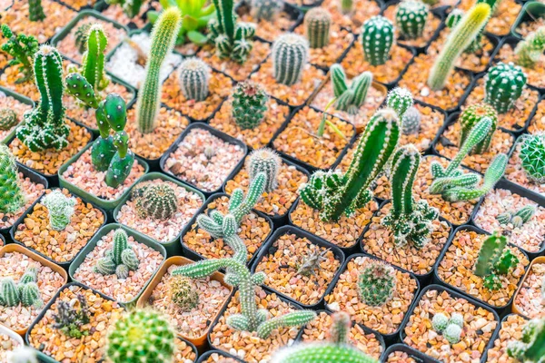 Schönes Kleines Kakteenfeld — Stockfoto