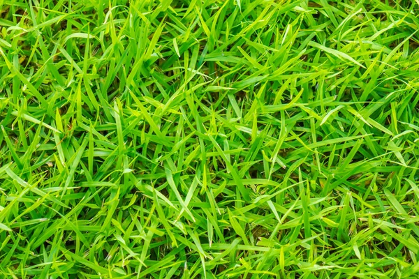 Close Image Fresh Spring Green Grass — Stock Photo, Image