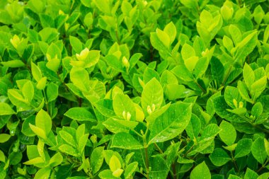 Su damlası ile taze yeşil yapraklar