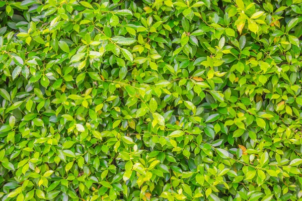水滴付きの新鮮な緑の葉 — ストック写真