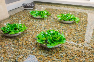 Güzel beyaz Lotus su üzerinde