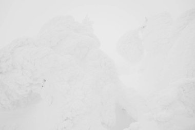 Kar canavarlar alan dağ Zao, Japonya