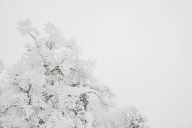 Ağaç orman dağlarında kış fırtına gün karla kaplı