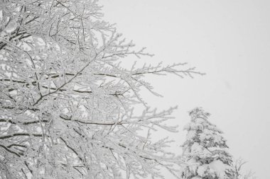 Ağaç orman dağlarında kış fırtına gün karla kaplı