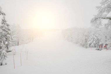 Ağaç orman dağlarında kış fırtına gün karla kaplı