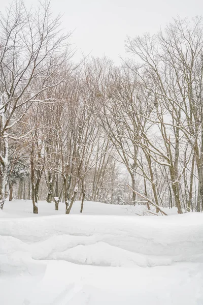 Árbol Cubierto Nieve Invierno Día Tormenta Las Montañas Del Bosque —  Fotos de Stock