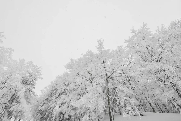 Дерево Покрите Снігом Зимовий День Шторму Лісових Горах — стокове фото