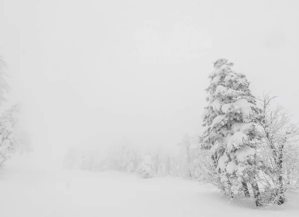 Árvore Coberta Neve Dia Tempestade Inverno Nas Montanhas Floresta — Fotografia de Stock