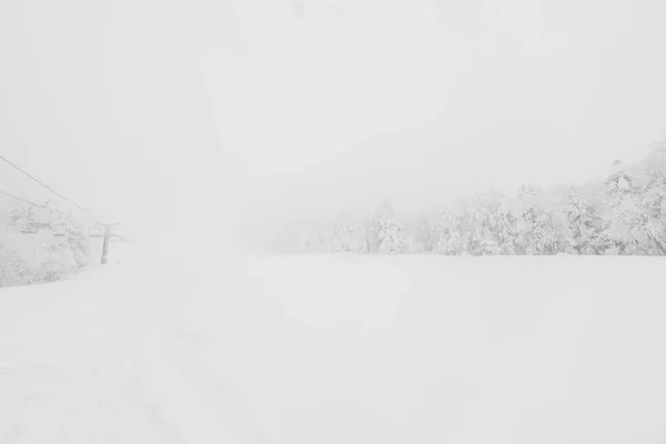Tree Covered Snow Winter Storm Day Forest Mountains — Stock Photo, Image