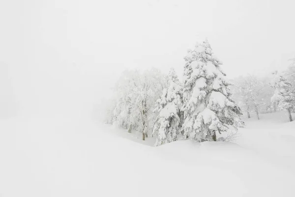 Árvore Coberta Neve Dia Tempestade Inverno Nas Montanhas Floresta — Fotografia de Stock