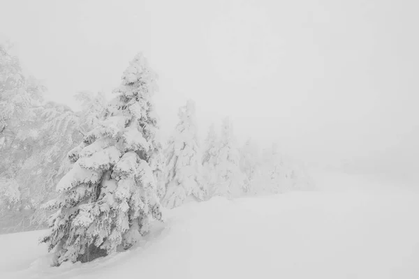 Árvore Coberta Neve Dia Tempestade Inverno Nas Montanhas Floresta — Fotografia de Stock