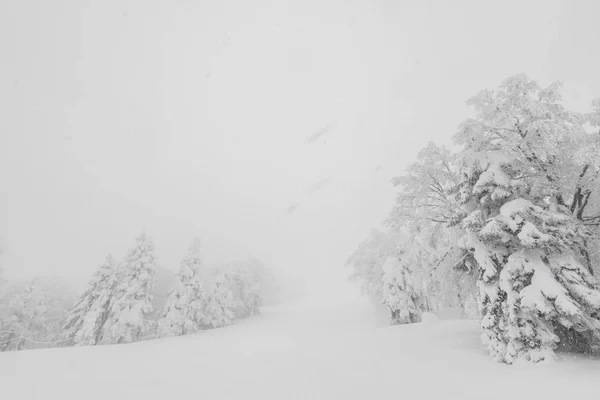 Árvore Coberta Neve Dia Tempestade Inverno Nas Montanhas Floresta — Fotografia de Stock
