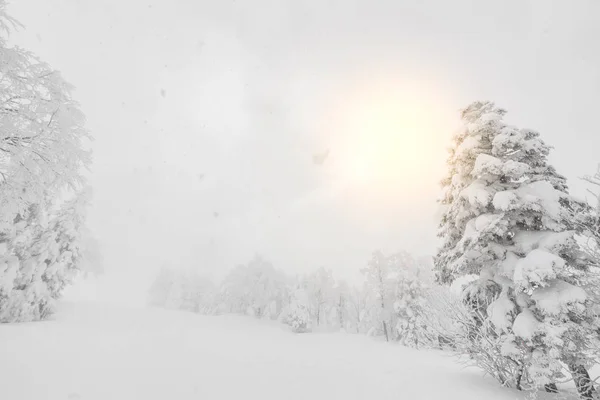 Árvore Coberta Neve Dia Tempestade Inverno Nas Montanhas Floresta — Fotografia de Stock