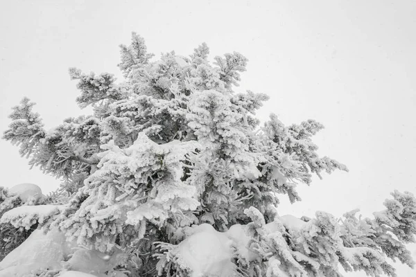 Tree covered with snow  on winter storm day in  forest mountains