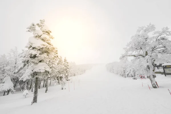 Arbre Couvert Neige Jour Tempête Hivernale Dans Les Montagnes Forestières — Photo