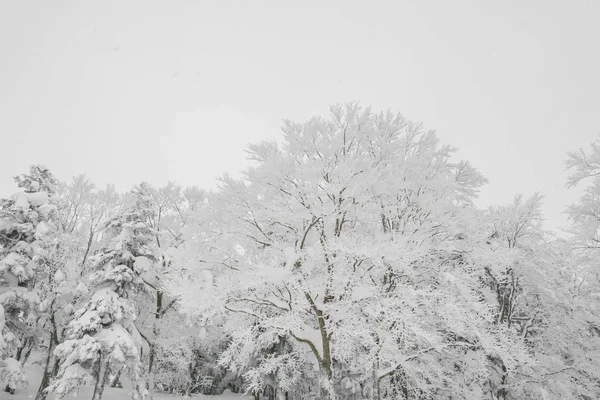 Дерево Покрыто Снегом Зимний Штормовой День Лесных Горах — стоковое фото