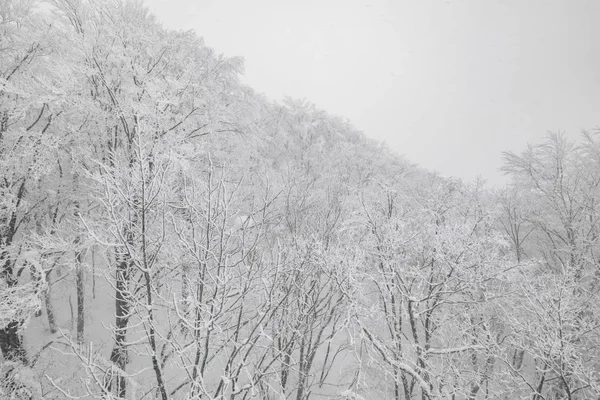 Árvore Coberta Neve Dia Tempestade Inverno Nas Montanhas Floresta — Fotografia de Stock