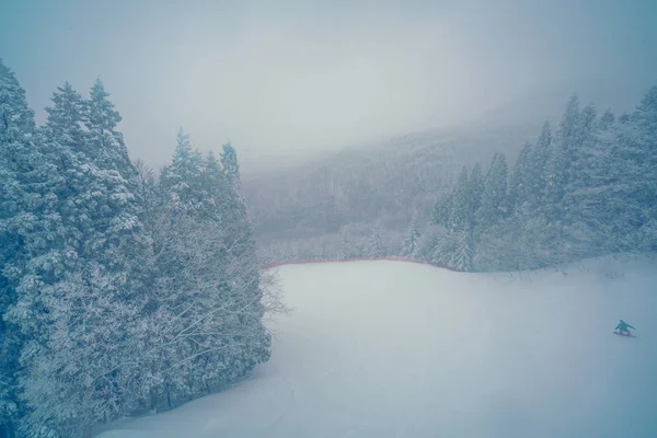 Árvore Coberta Neve Dia Tempestade Inverno Nas Montanhas Floresta Imagem — Fotografia de Stock