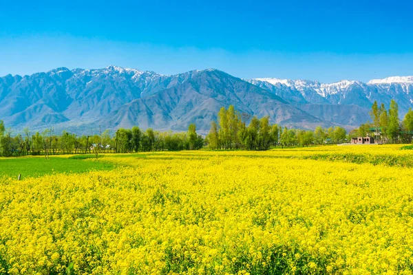 Senffeld Mit Schönen Schneebedeckten Bergen Landschaft Kaschmir Staat Indien — Stockfoto