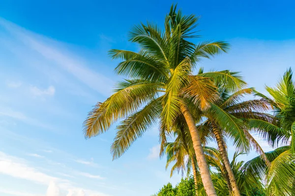 Wunderschöne Tropische Malediven Insel Mit Palmen Rundherum — Stockfoto