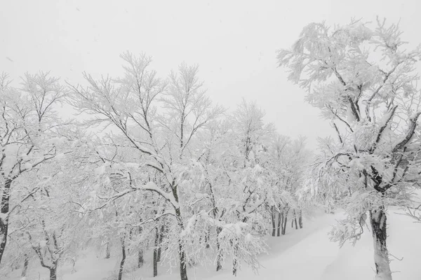 Tree Covered Snow Winter Storm Day Forest Mountains — Stock Photo, Image