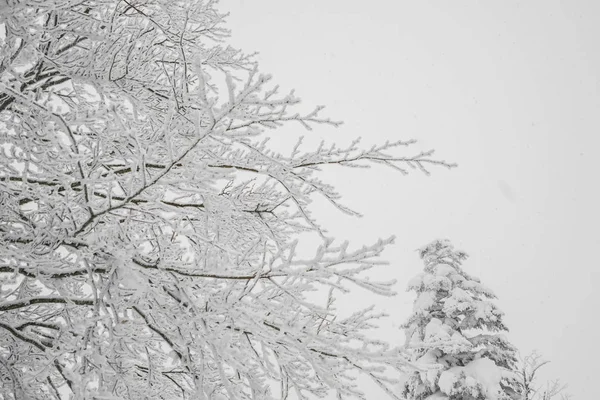 树在森林山白雪覆盖在风暴的冬日 — 图库照片#