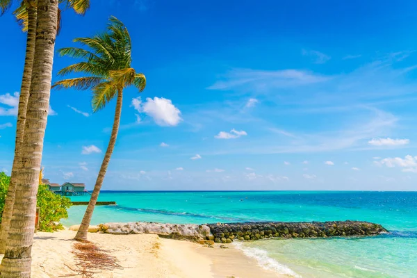 Pięknej Tropikalnej Wyspie Malediwy Piaszczystej Plaży Morza Palmy Drzewa Wokół — Zdjęcie stockowe
