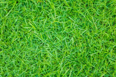 Taze yeşil çimlerin yakın plan görüntüsü