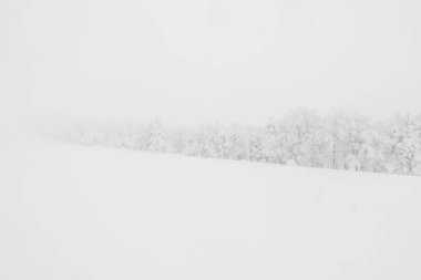 Ağaç orman dağlarında kış fırtına gün karla kaplı