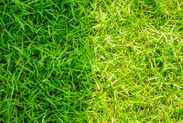 Close Image Fresh Spring Green Grass — Stock Photo, Image