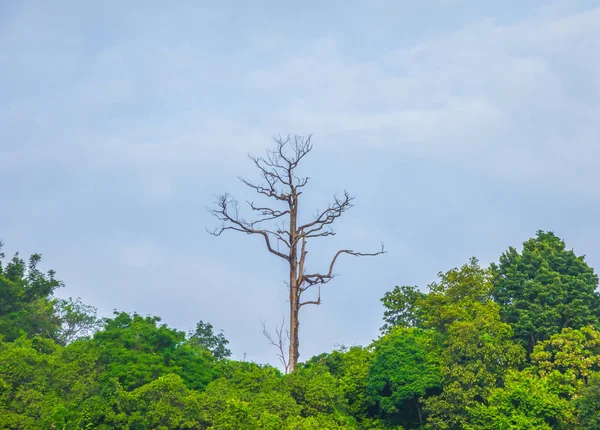 Ветка Мертвого Дерева Против Голубого Неба — стоковое фото
