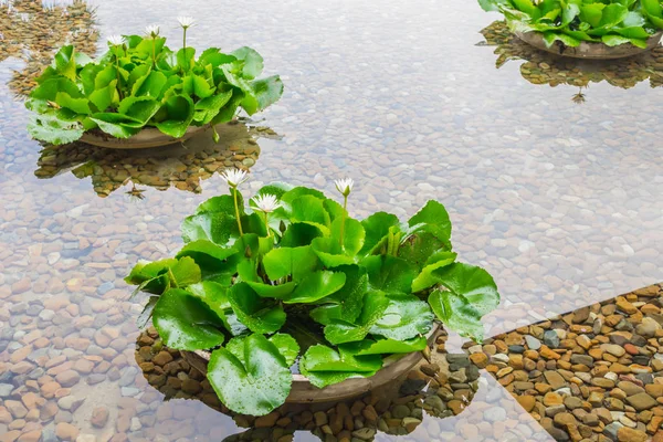 Schöner Weißer Lotus Über Wasser — Stockfoto