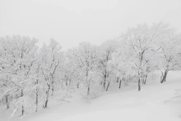 Дерево Покрите Снігом Зимовий День Шторму Лісових Горах — стокове фото