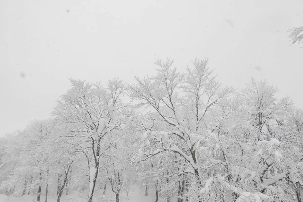 Дерево Покрите Снігом Зимовий День Шторму Лісових Горах — стокове фото