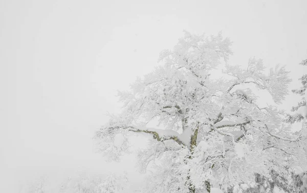 森の山の冬の嵐の日の雪で覆われたツリー — ストック写真