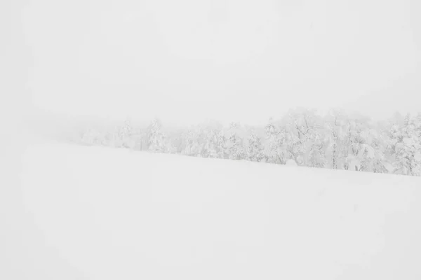 Árvore Coberta Neve Dia Tempestade Inverno Nas Montanhas Floresta — Fotografia de Stock