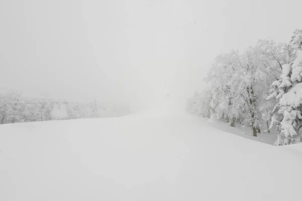 Árvore Coberta Neve Dia Tempestade Inverno Nas Montanhas Floresta — Fotografia de Stock