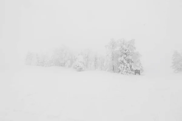 Baum Wintersturmtag Waldbergen Mit Schnee Bedeckt — Stockfoto