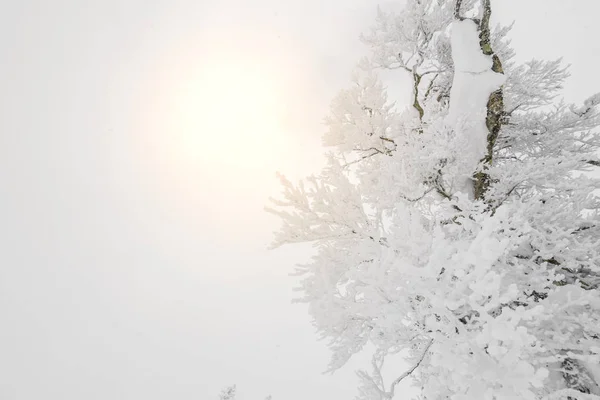 Árvore Coberta Neve Dia Tempestade Inverno Nas Montanhas Floresta — Fotografia de Stock